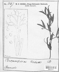 Peronospora viciae image